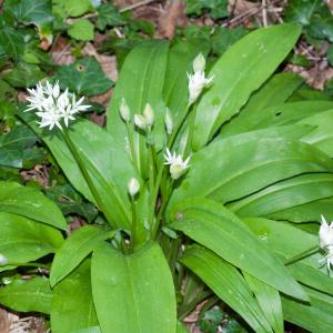 Photographie n°51600 du taxon Allium ursinum L. [1753]