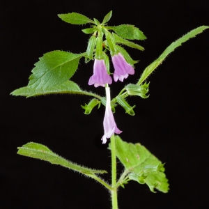 Photographie n°51603 du taxon Clinopodium grandiflorum (L.) Kuntze [1891]