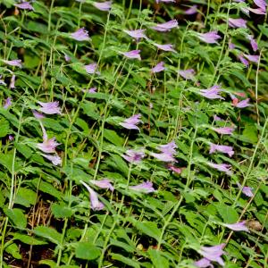 Photographie n°51604 du taxon Clinopodium grandiflorum (L.) Kuntze [1891]