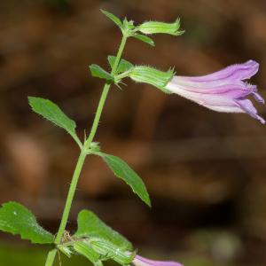 Photographie n°51605 du taxon Clinopodium grandiflorum (L.) Kuntze [1891]