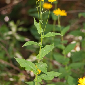 Photographie n°51609 du taxon Doronicum austriacum Jacq. [1774]