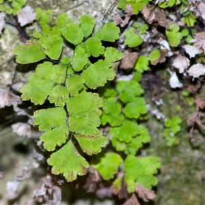 Photographie n°51620 du taxon Adiantum capillus-veneris L.