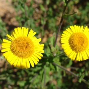 Photographie n°51636 du taxon Pulicaria dysenterica (L.) Bernh. [1800]