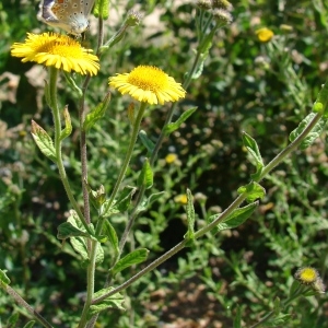 Photographie n°51637 du taxon Pulicaria dysenterica (L.) Bernh. [1800]