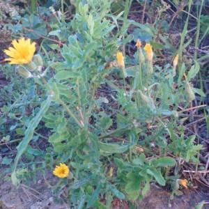 Photographie n°51641 du taxon Sonchus tenerrimus L. [1753]