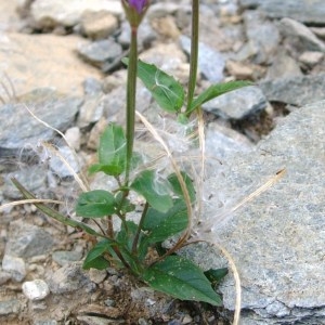  - Epilobium nutans F.W.Schmidt [1794]