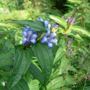 Photographie n°51649 du taxon Gentiana asclepiadea L. [1753]