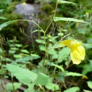 Photographie n°51656 du taxon Impatiens noli-tangere L.