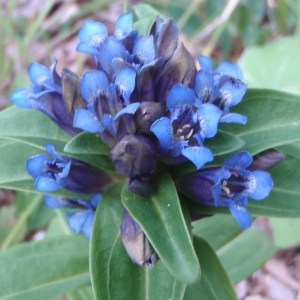 Photographie n°51658 du taxon Gentiana cruciata L. [1753]