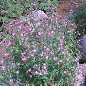 Photographie n°51660 du taxon Epilobium hirsutum L. [1753]