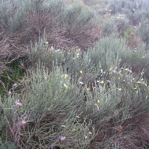 Photographie n°51670 du taxon Cytisus oromediterraneus Rivas Mart., T.E.Díaz, Fern.Prieto, Loidi & Penas [1984]