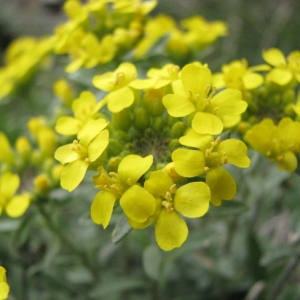 Photographie n°51676 du taxon Alyssum montanum L. [1753]