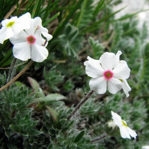 Photographie n°51678 du taxon Androsace villosa L. [1753]