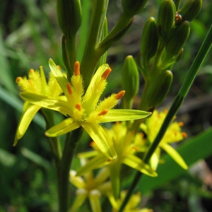 Photographie n°51680 du taxon Narthecium ossifragum (L.) Huds. [1762]