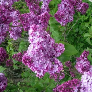  - Syringa vulgaris L. [1753]