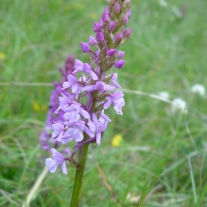 Photographie n°51688 du taxon Gymnadenia conopsea (L.) R.Br. [1813]