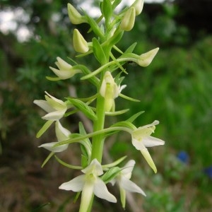 Photographie n°51690 du taxon Platanthera bifolia (L.) Rich. [1817]