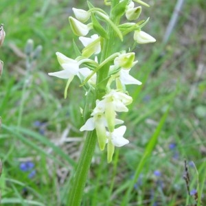 Photographie n°51691 du taxon Platanthera bifolia (L.) Rich. [1817]