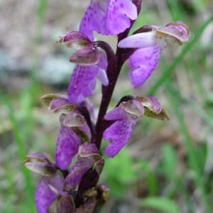 Photographie n°51697 du taxon Orchis spitzelii Saut. ex W.D.J.Koch [1837]