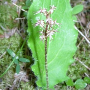 Photographie n°51708 du taxon Listera cordata (L.) R.Br. [1813]