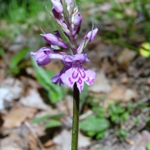 Photographie n°51710 du taxon Dactylorhiza fuchsii (Druce) Soó [1962]