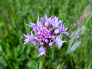 Genevieve Botti, le  9 juin 2006 (Gresse-en-Vercors (Tourbiere de la Batie))