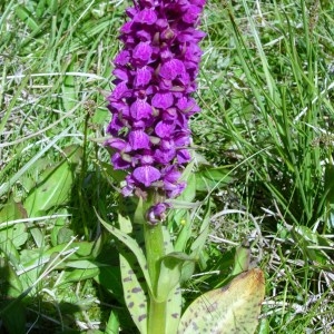  - Dactylorhiza cruenta (O.F.Müll.) Soó [1962]