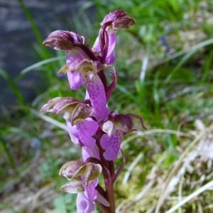 Photographie n°51721 du taxon Orchis spitzelii Saut. ex W.D.J.Koch [1837]