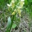  Genevieve Botti - Dactylorhiza sambucina (L.) Soó [1962]