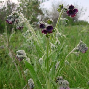 Photographie n°51733 du taxon Cynoglossum officinale L. [1753]