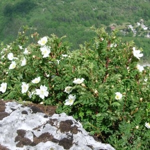 Photographie n°51734 du taxon Rosa pimpinellifolia L. [1759]