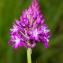  Jean-Jacques Houdré - Anacamptis pyramidalis var. pyramidalis 