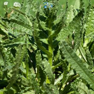 Photographie n°51746 du taxon Anchusa arvensis (L.) M.Bieb. [1808]