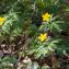  Jean-Jacques Houdré - Anemone ranunculoides L. [1753]