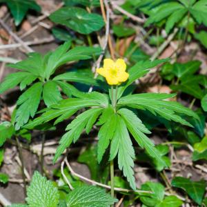 Photographie n°51749 du taxon Anemone ranunculoides L. [1753]