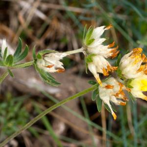 Photographie n°51754 du taxon Anthyllis vulneraria L. [1753]