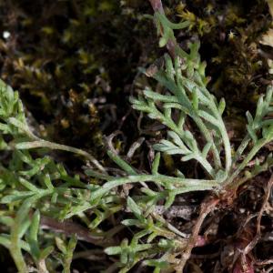 Photographie n°51766 du taxon Anthemis saxatilis DC. [1806]