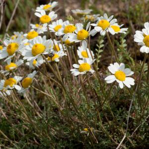 Photographie n°51767 du taxon Anthemis saxatilis DC. [1806]