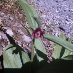 Photographie n°51779 du taxon Epipactis atrorubens (Hoffm.) Besser [1809]