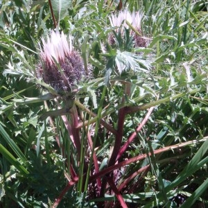 Photographie n°51782 du taxon Carlina vulgaris L. [1753]