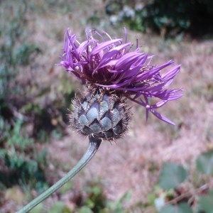 Photographie n°51783 du taxon Centaurea scabiosa L. [1753]