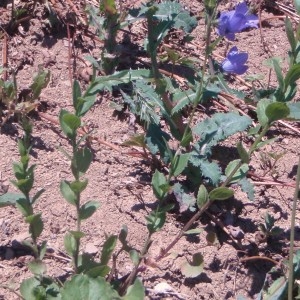 Photographie n°51785 du taxon Campanula cochleariifolia Lam. [1785]