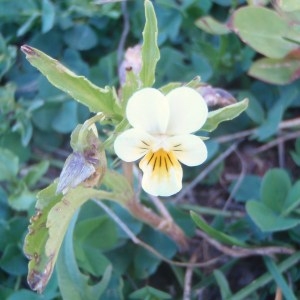 Photographie n°51788 du taxon Viola tricolor L. [1753]