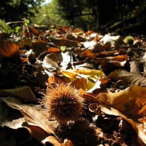 Photographie n°51789 du taxon Castanea sativa Mill. [1768]