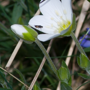 Photographie n°51803 du taxon Arenaria montana L.