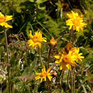 Photographie n°51817 du taxon Arnica montana L. [1753]