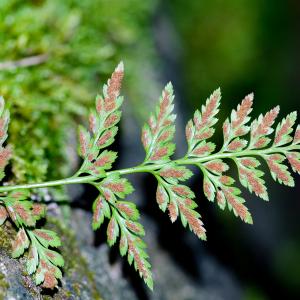 Photographie n°51820 du taxon Asplenium adiantum-nigrum L. [1753]