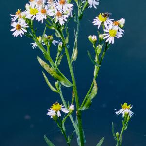 Photographie n°51830 du taxon Aster tripolium L. [1753]