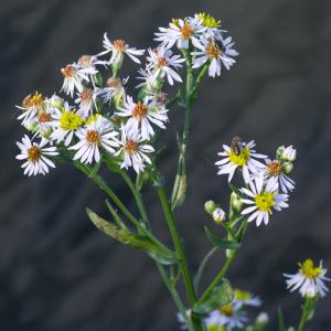 Photographie n°51831 du taxon Aster tripolium L. [1753]