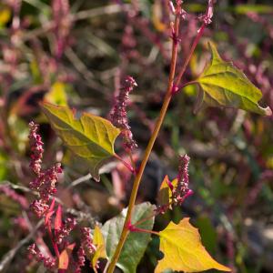 Photographie n°51837 du taxon Atriplex prostrata Boucher ex DC. [1805]